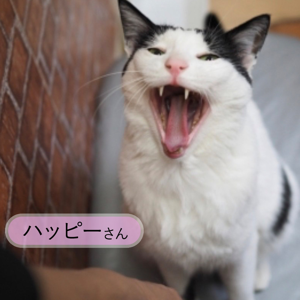 kunikane02_photo